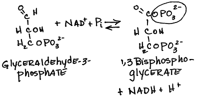 Glycerealdehyde-3-phosphate dehydrogenase