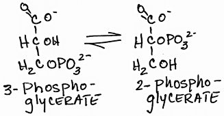 Phosphoglycerate Mutase