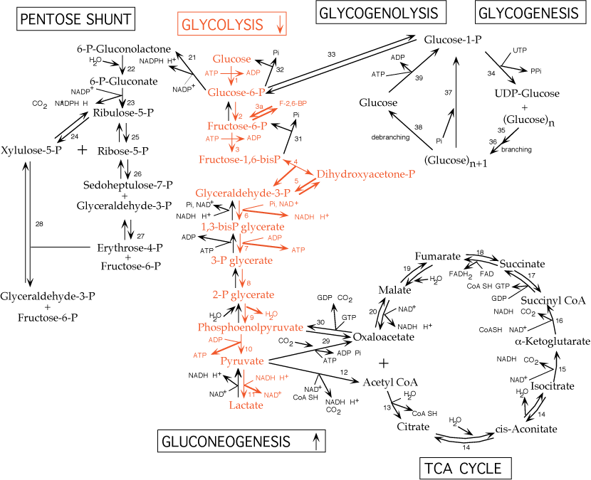 carbohydrate pathways