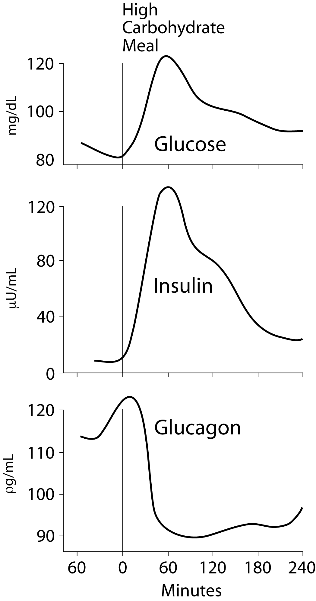 Insulin Glucose Glucagon
