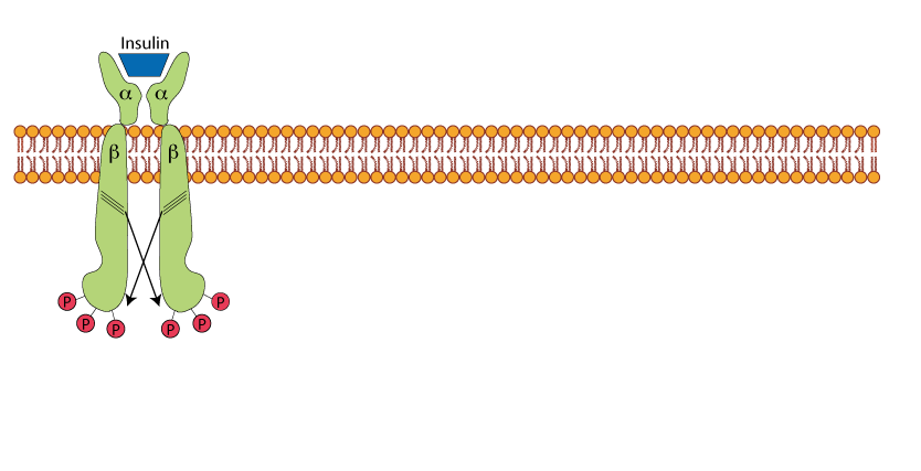 Insulin Receptor AKT Pathway 2