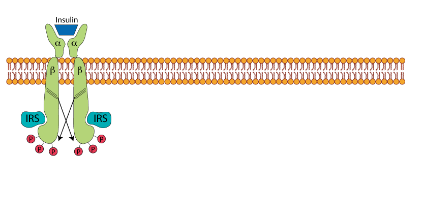 Insulin Receptor AKT Pathway 3