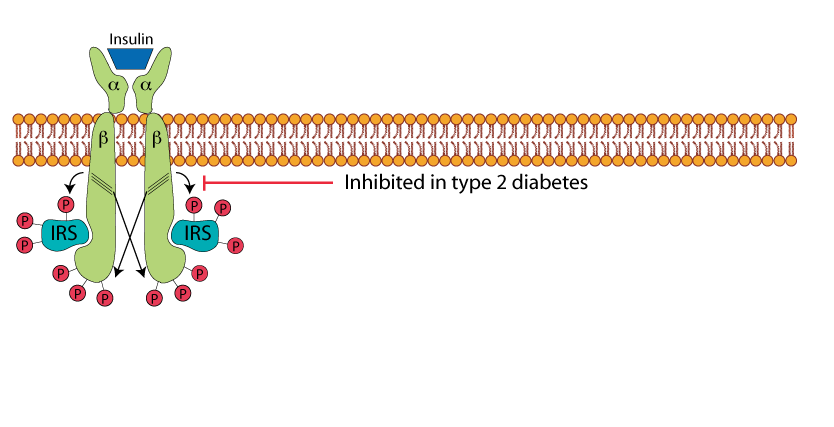 Insulin Receptor AKT Pathway 4
