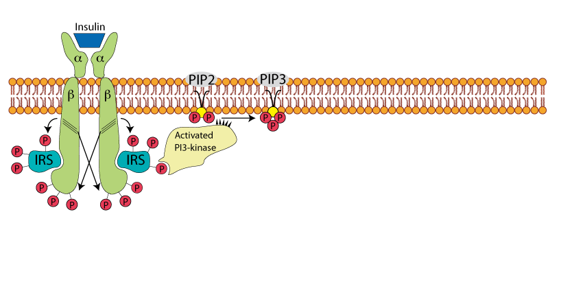 Insulin Receptor AKT Pathway 6