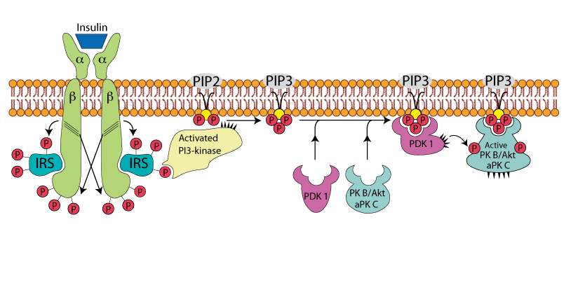 Insulin Receptor AKT Pathway 7
