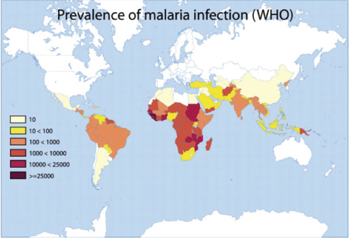 Prevalance Of Malariay