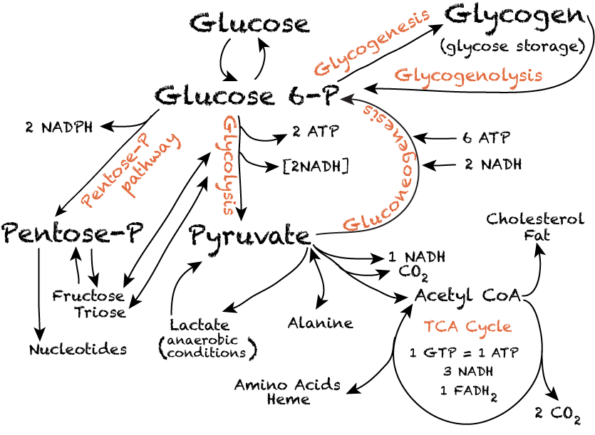 Glucose patdways Summary