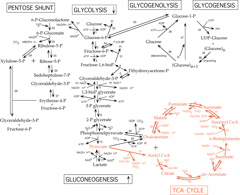 carbohydrate pathways