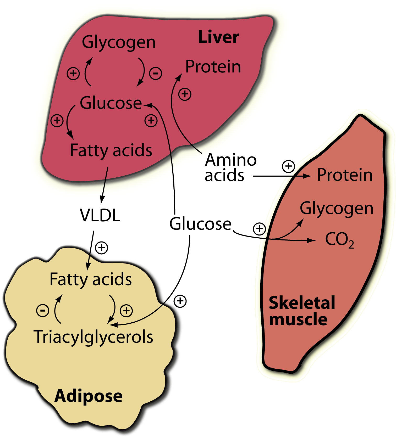 Insulin Action on Tissues