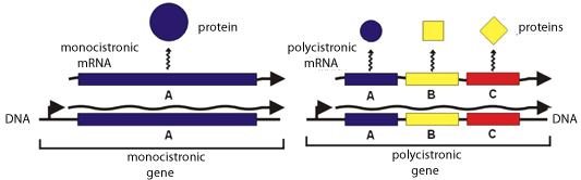 polycistronic mRNAs