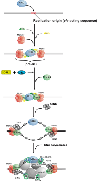 Mechanism of DNA Replication