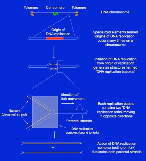 Overview Of DNA Replication