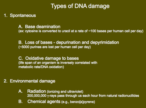 Types of DNA Damage