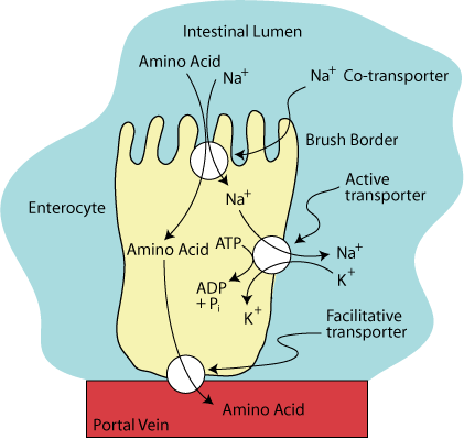 Amino Acid transport 4