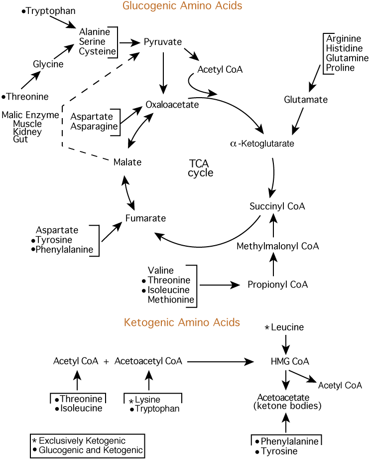 Amino acid synthesis in the body