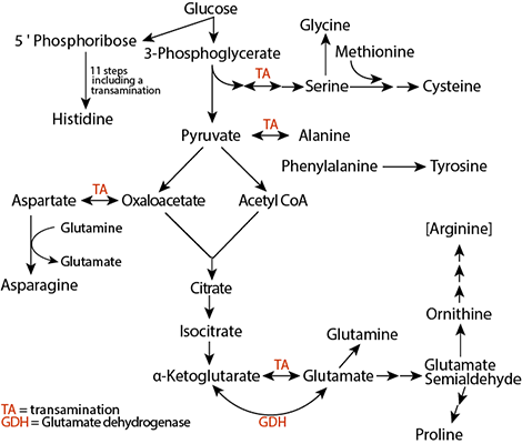 Amino acid synthesis pathway in humans