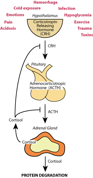 Hypothalamus-Pituitary-Adrenal Axis 1