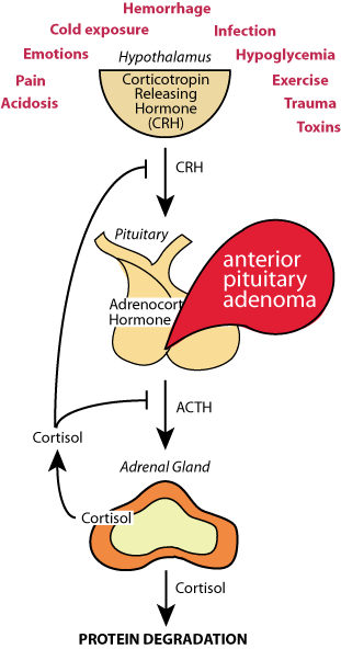 Hypothalamus-Pituitary-Adrenal Axis 3