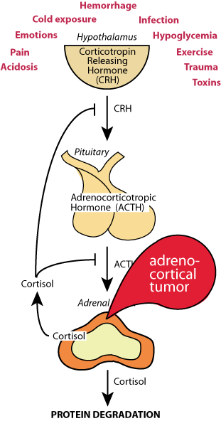 Hypothalamus-Pituitary-Adrenal Axis 4