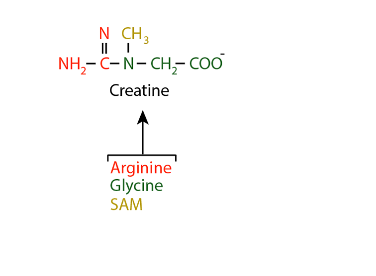 Creatinine Synthesis 1