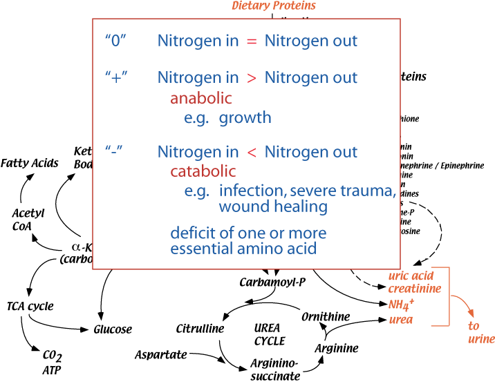 Nitrogen Balance