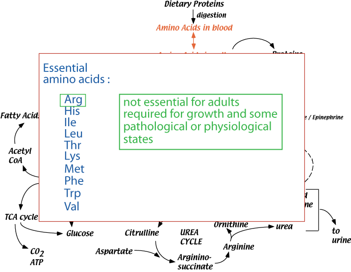 Summary AA Contribution Non-Essential Amino Acids