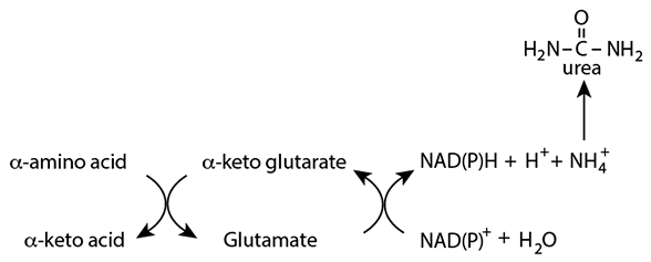 nitrogen in amino acids