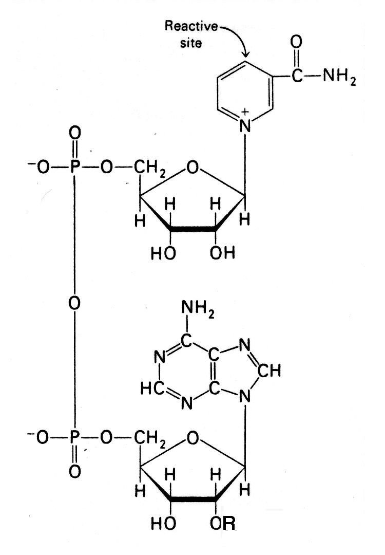 NAD-structure