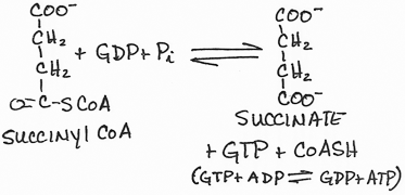 Succinyl CoA Synthetase