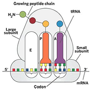 3 binding sites on ribosome