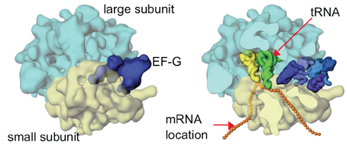 ribosome active site