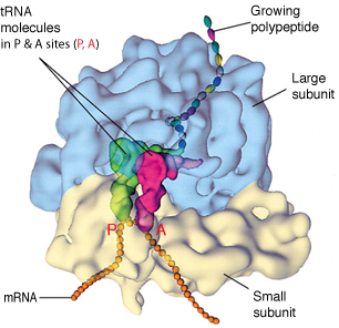 ribosome structure
