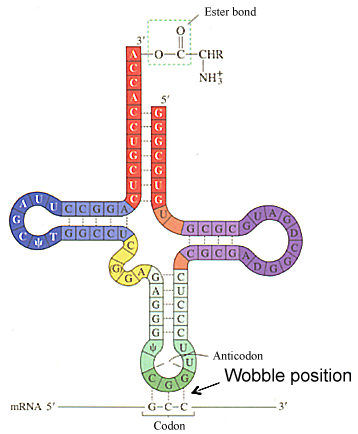 tRNA secondary structure